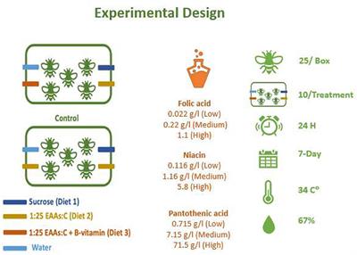 B-Vitamins Influence the Consumption of Macronutrients in Honey Bees